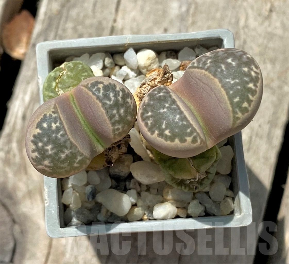 SHPR11702 Lithops naureeniae C304 - Зображення 2