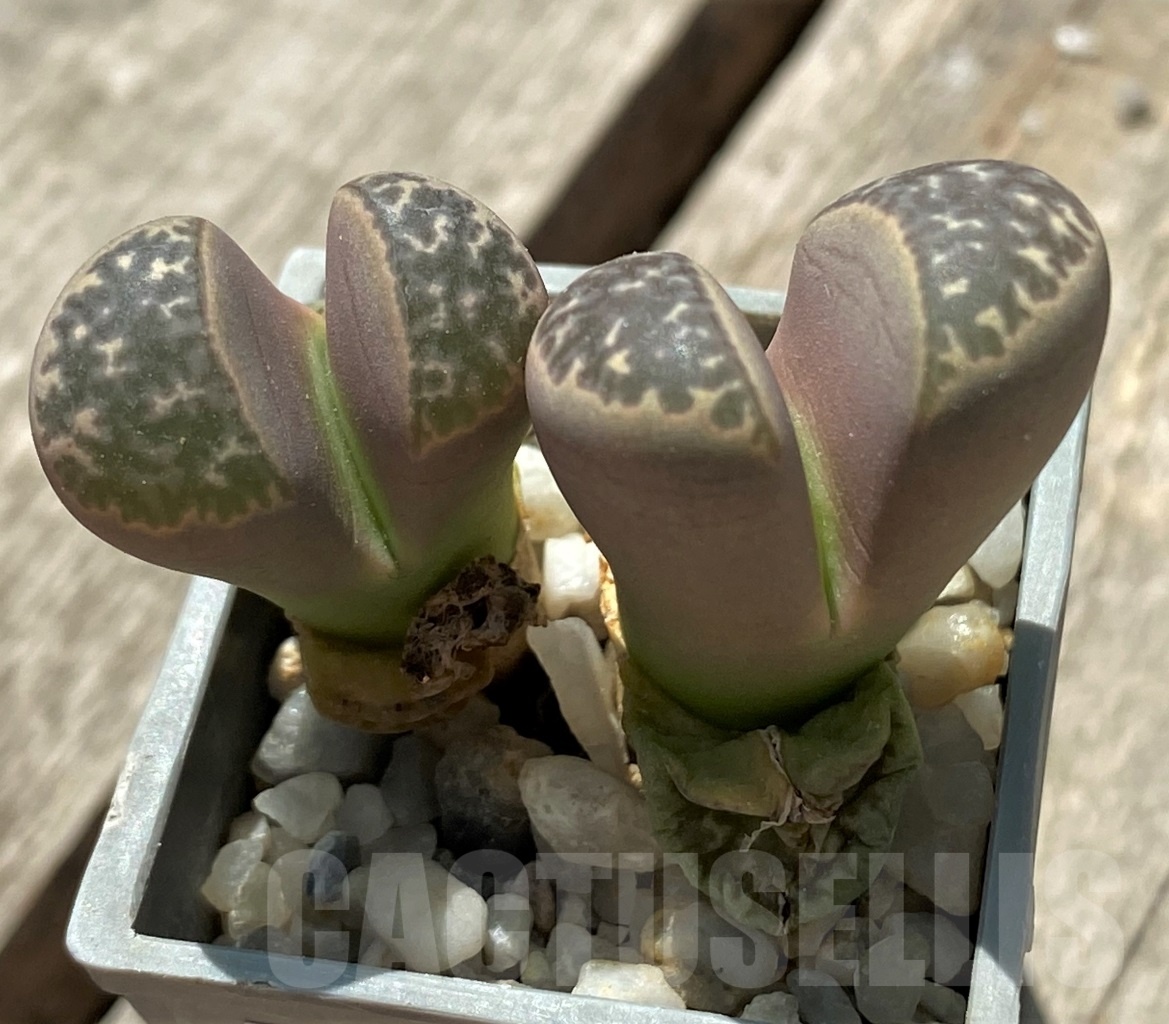 SHPR11702 Lithops naureeniae C304