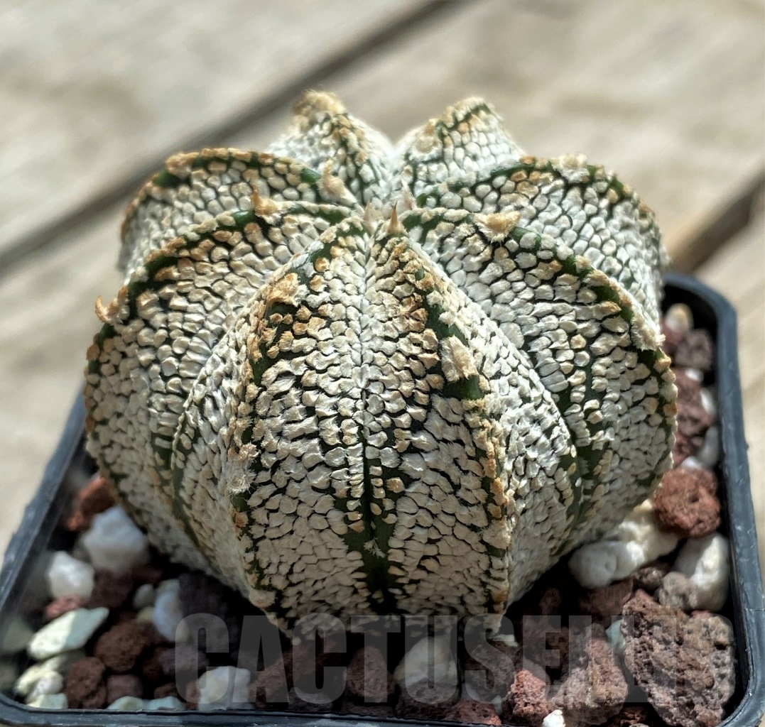 SHPR11711 Astrophytum myriostigma 'Onzuka' x asterias 'Super Kabuto'