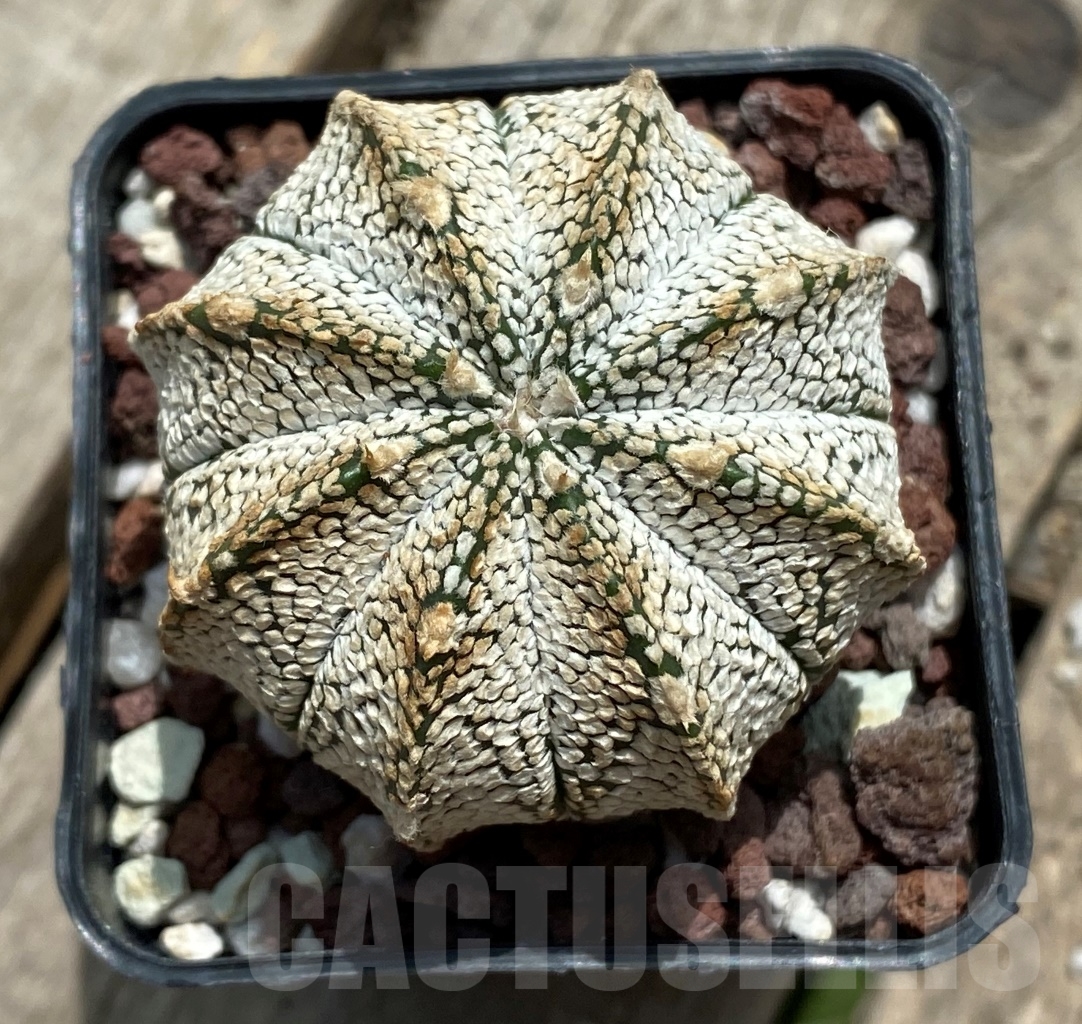 SHPR11711 Astrophytum myriostigma 'Onzuka' x asterias 'Super Kabuto' - Imagen 2