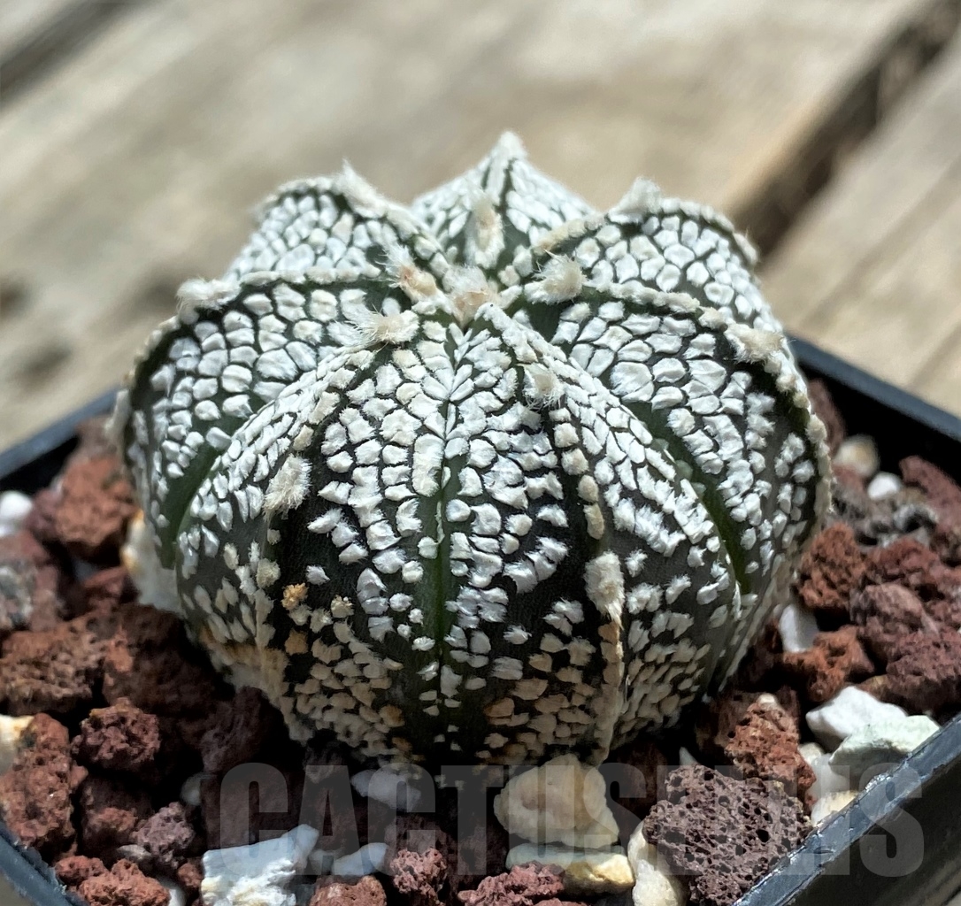 SHPR11712 Astrophytum capricorne x asterias 'Super Kabuto'