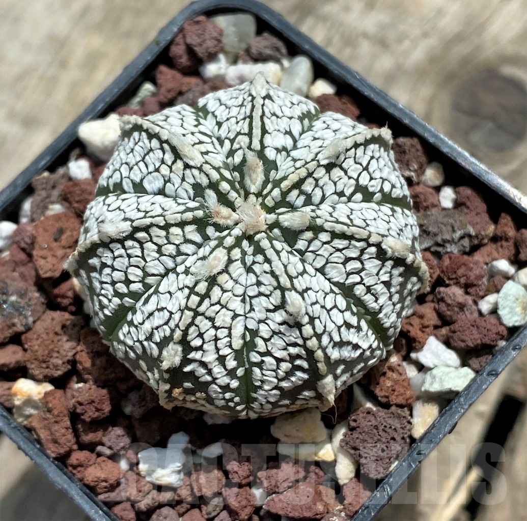 SHPR11712 Astrophytum capricorne x asterias 'Super Kabuto' - Image 2