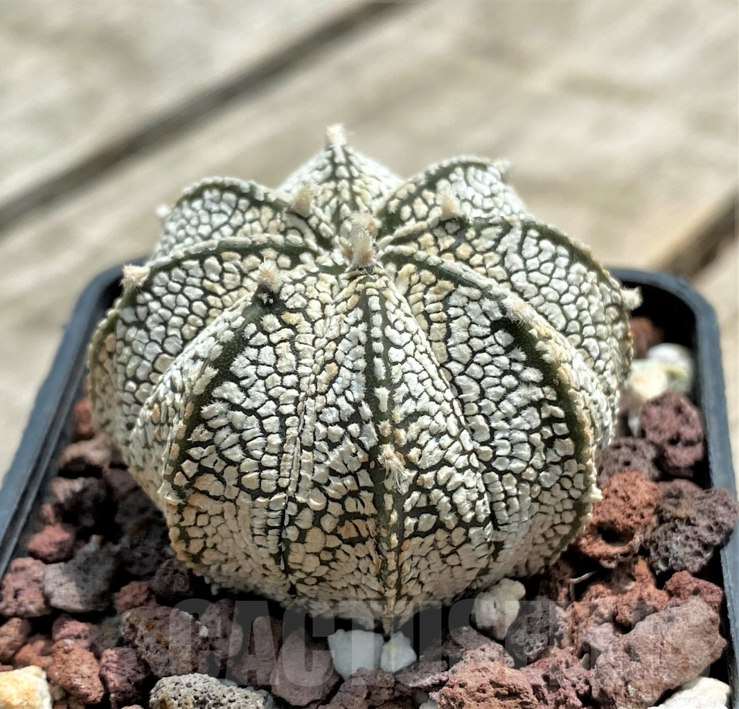 SHPR11713 Astrophytum myriostigma 'Onzuka' x asterias 'Super Kabuto'