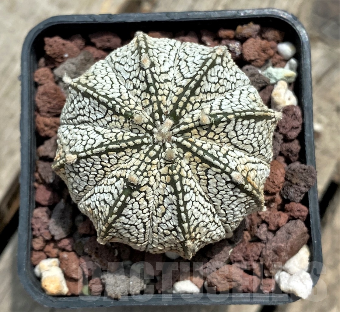 SHPR11713 Astrophytum myriostigma 'Onzuka' x asterias 'Super Kabuto' - Imagen 2