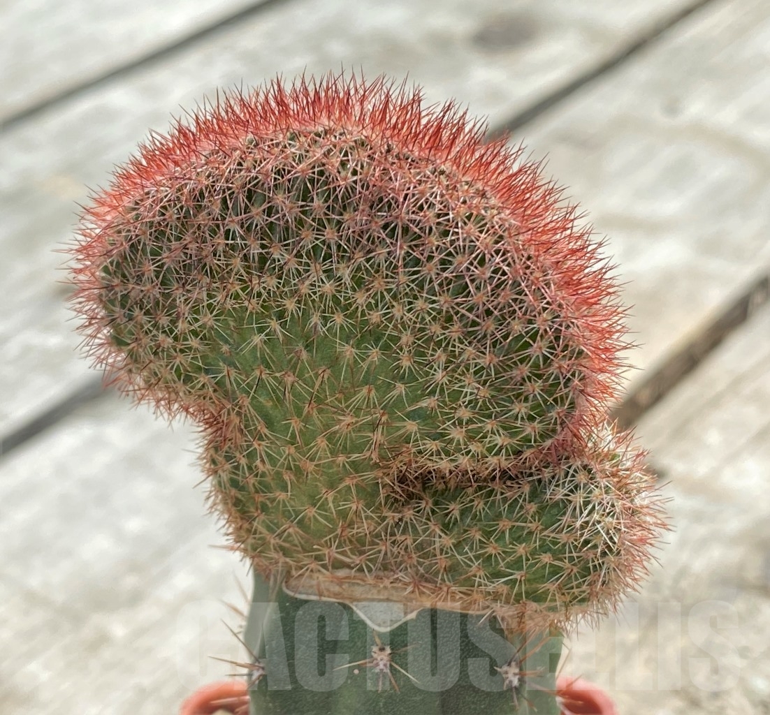 SHPR9819 Echinocereus reichenbachii f. cristata, grafted - Image 2