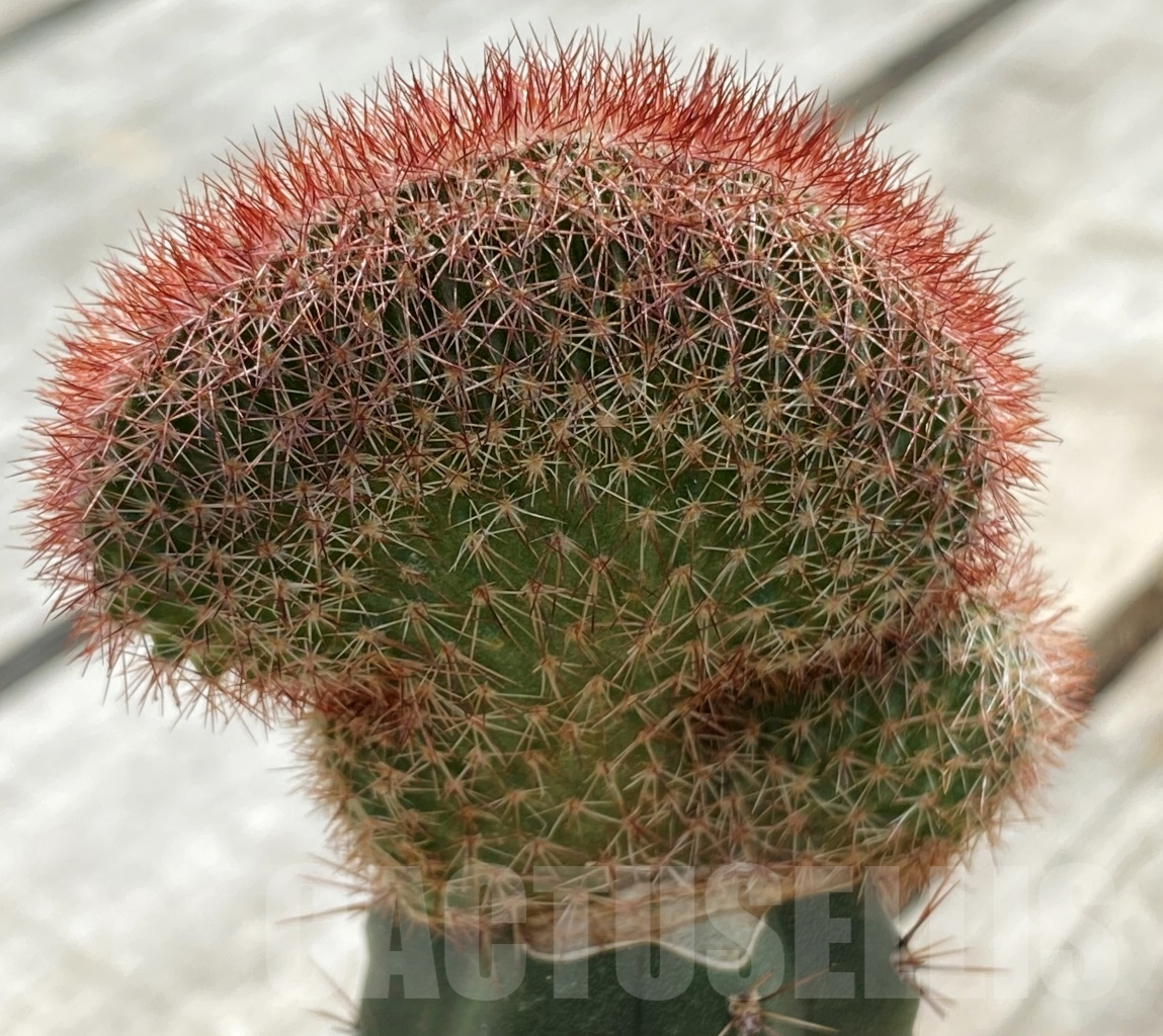 SHPR9819 Echinocereus reichenbachii f. cristata, grafted