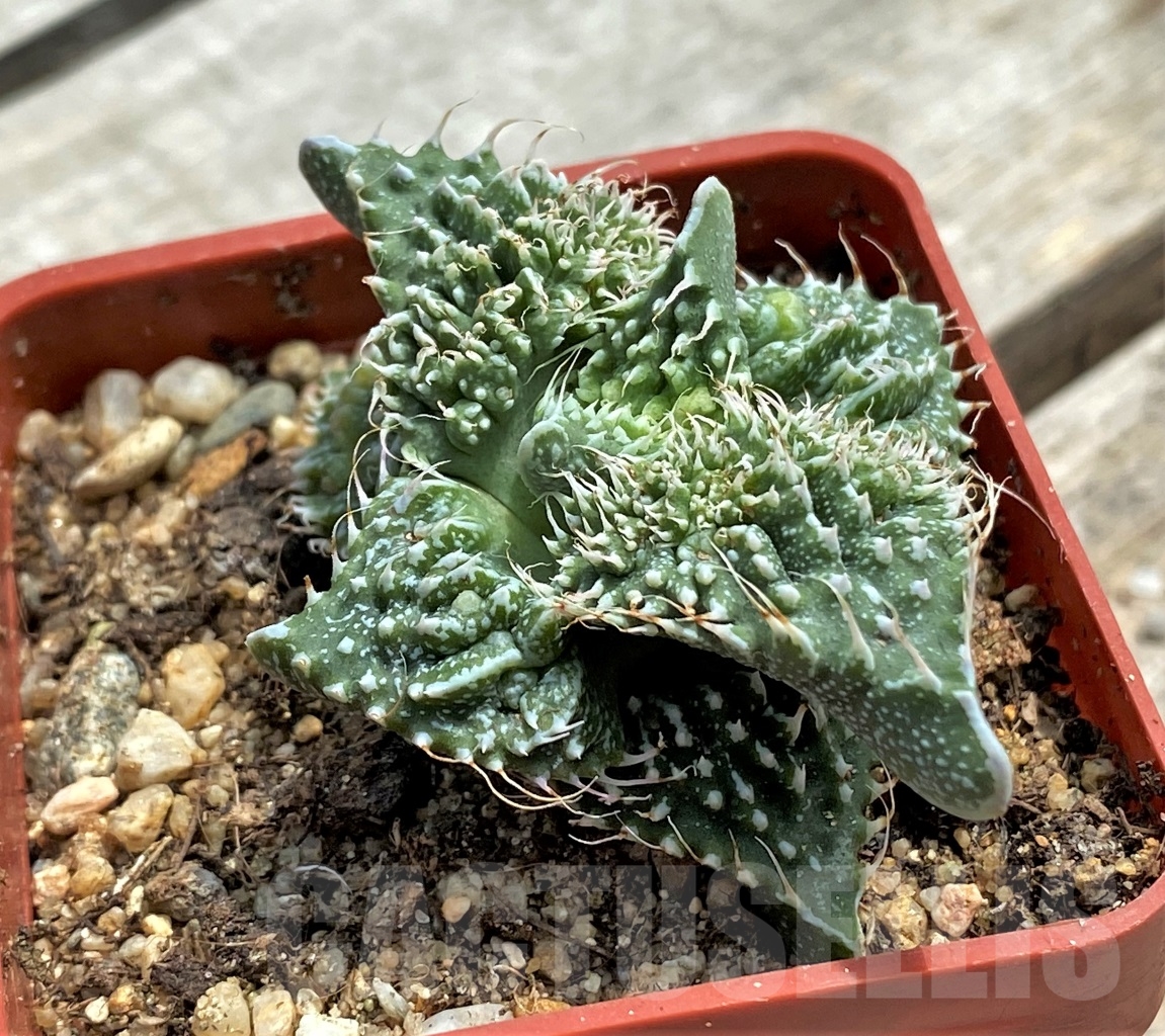 SHPR11714 Faucaria tuberculosa 'Aranami' x 'Dragon'