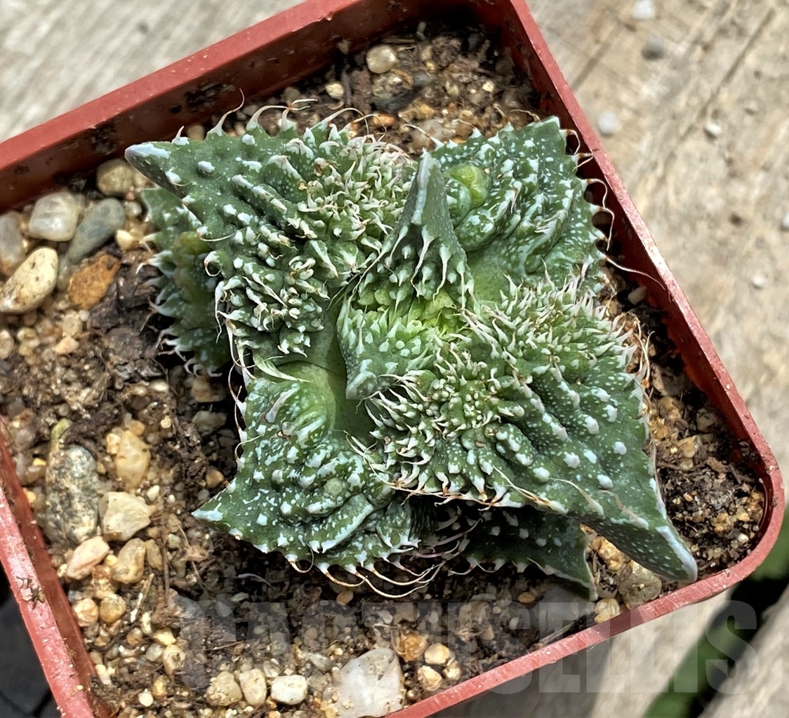 SHPR11714 Faucaria tuberculosa 'Aranami' x 'Dragon' - Imagen 2