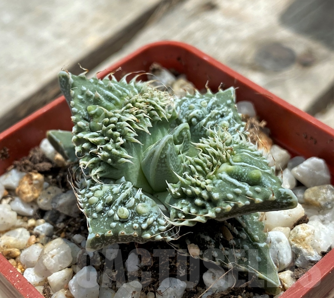 SHPR11715 Faucaria tuberculosa 'Aranami' x 'Dragon'