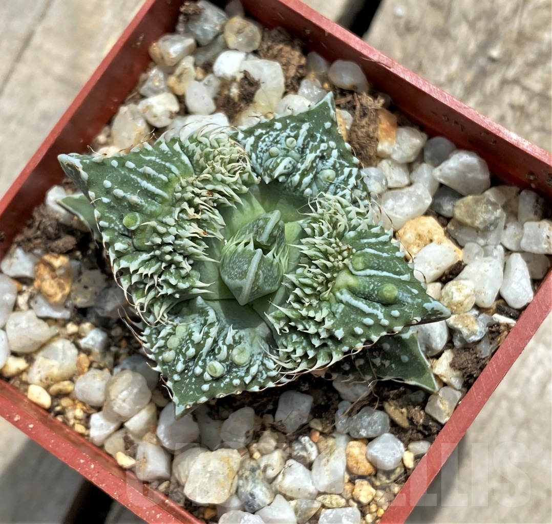 SHPR11715 Faucaria tuberculosa 'Aranami' x 'Dragon' - Imagen 2