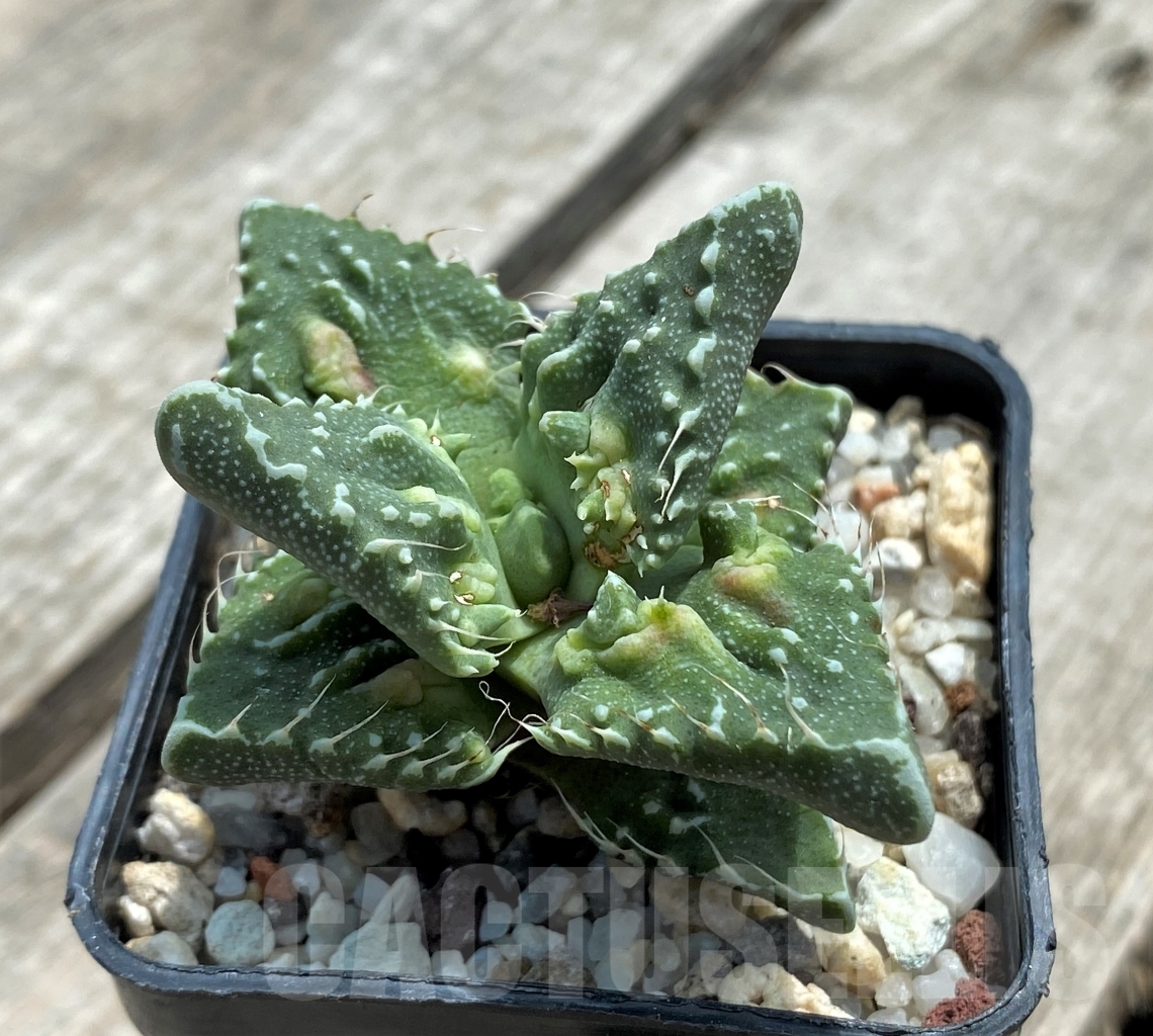 SHPR11716 Faucaria tuberculosa ex MG 1505