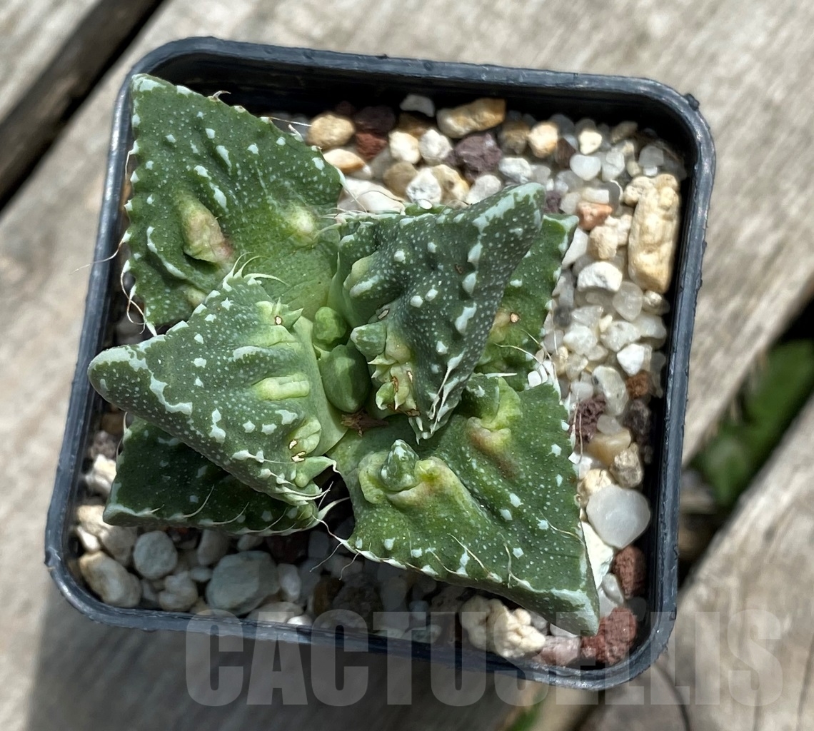 SHPR11716 Faucaria tuberculosa ex MG 1505 - Imagen 2