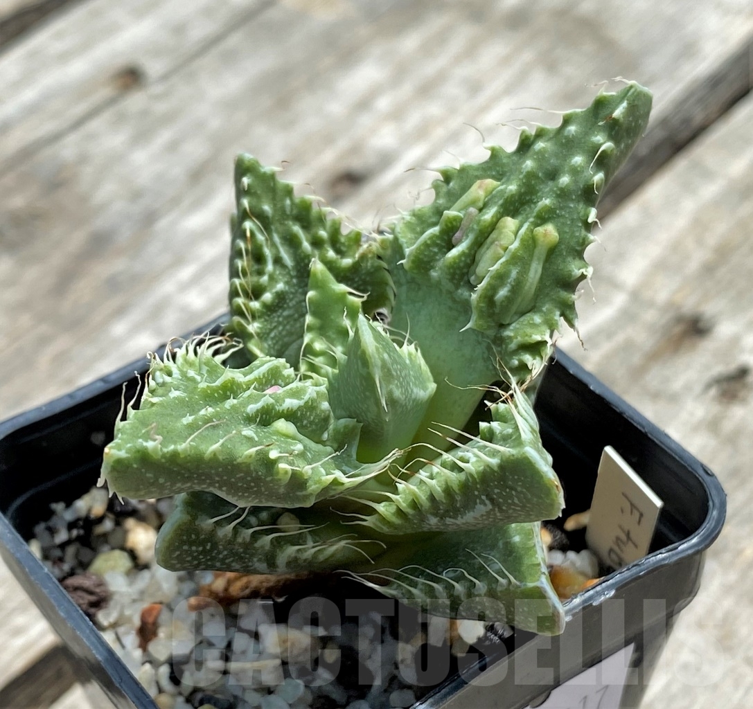 SHPR11717 Faucaria tuberculosa ex MG 1505 - Imagen 2