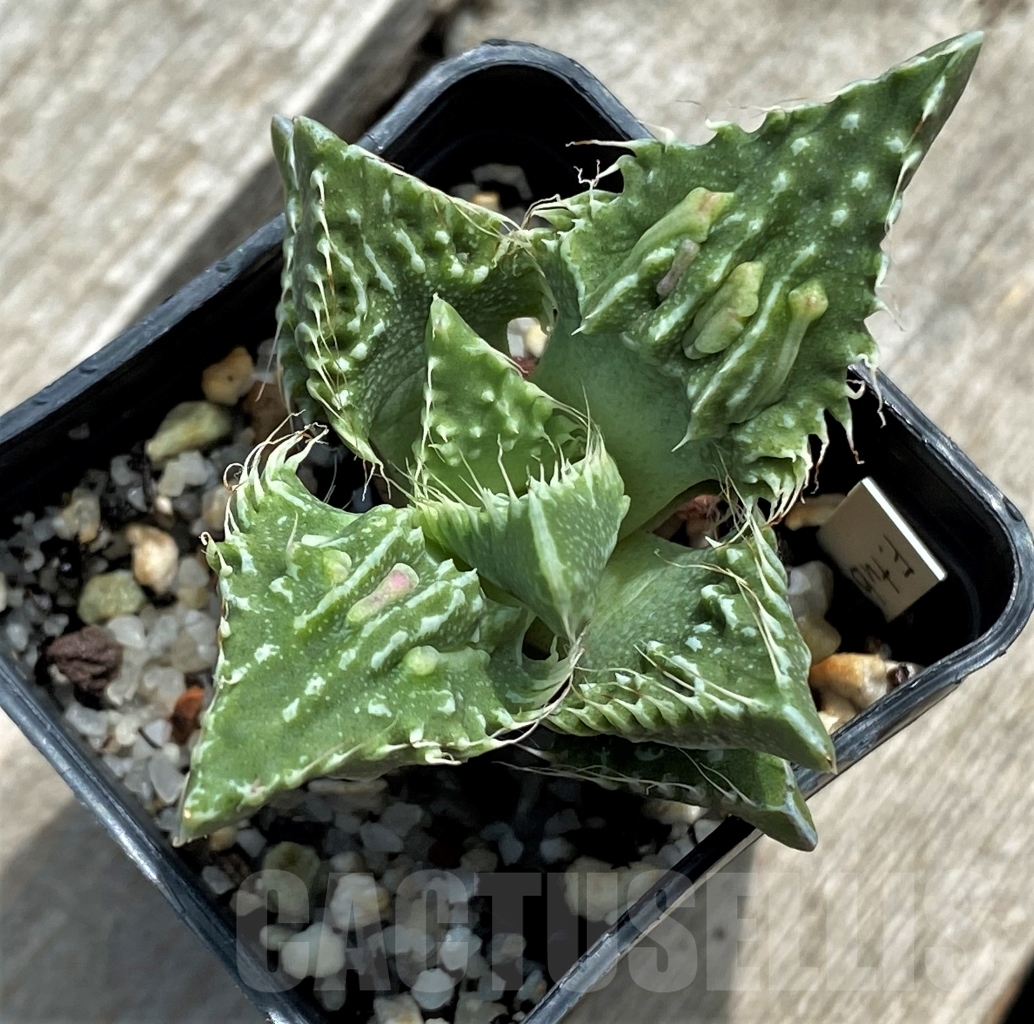 SHPR11717 Faucaria tuberculosa ex MG 1505