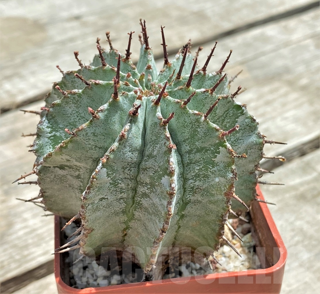 SHPR11719 Euphorbia polygona v. major