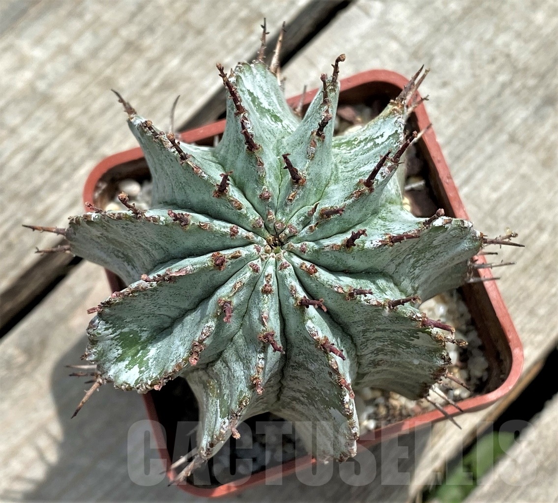 SHPR11719 Euphorbia polygona v. major - immagine 2