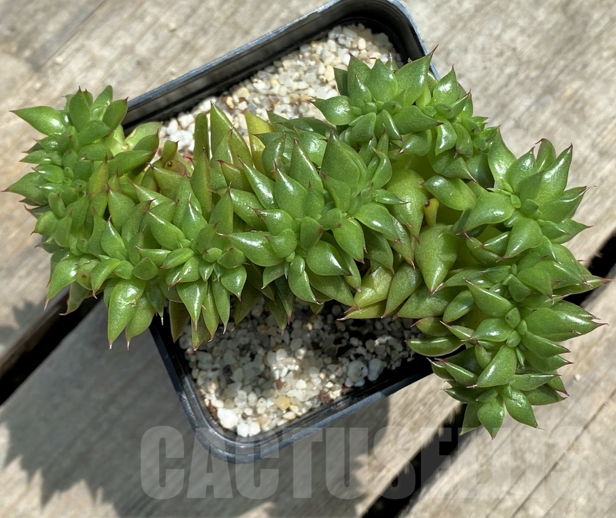 SHPR11721 Echeveria agavoides f. cristata