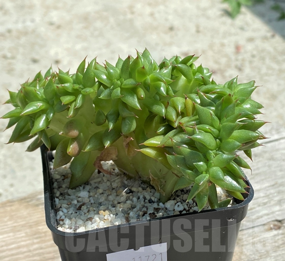 SHPR11721 Echeveria agavoides f. cristata - 画像 (2)