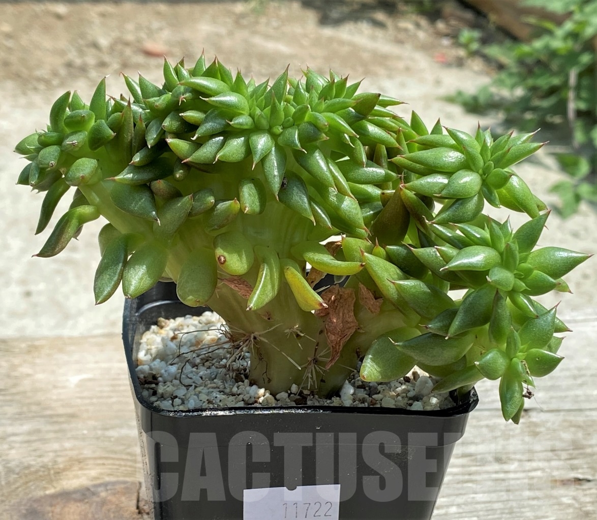 SHPR11722 Echeveria agavoides f. cristata