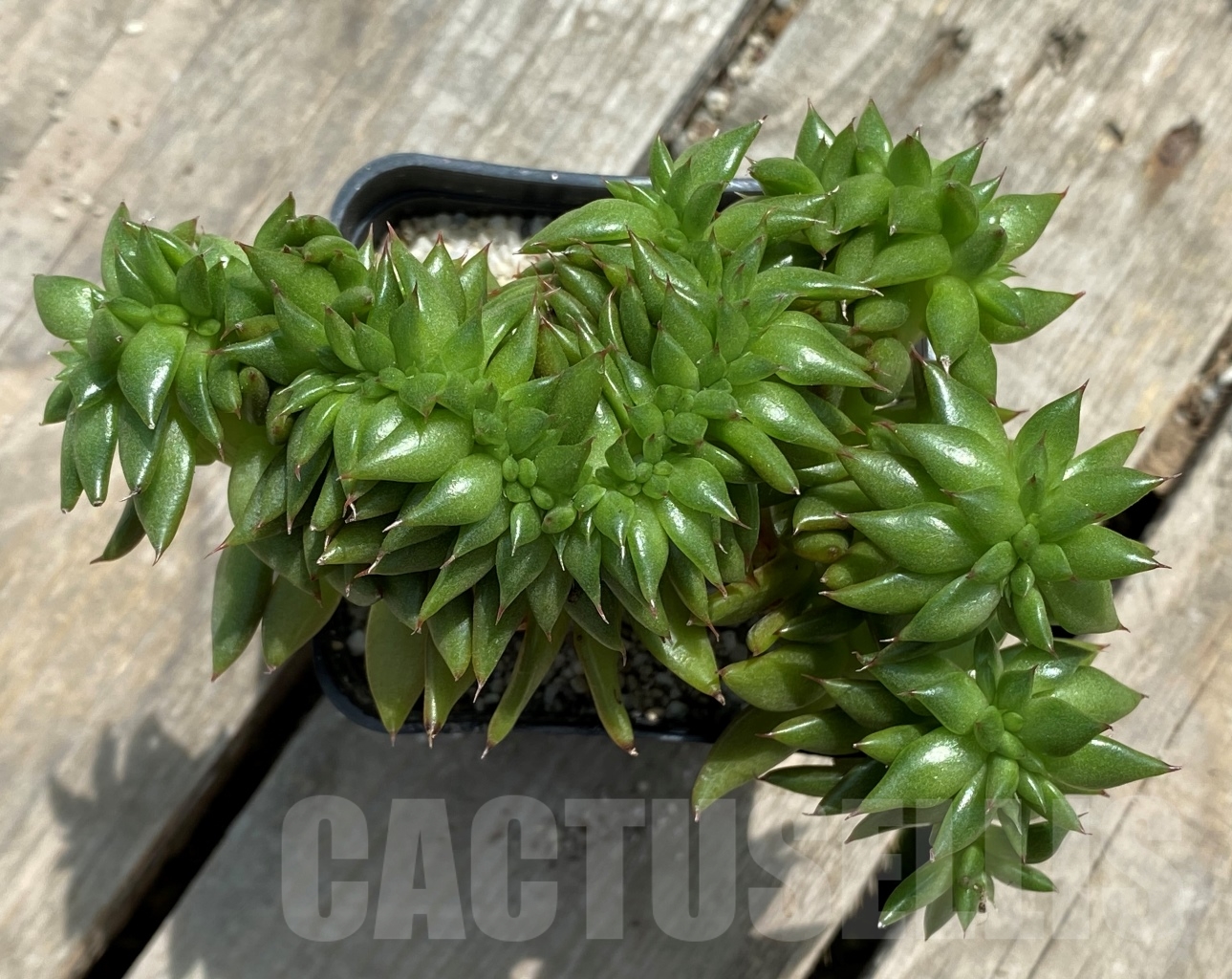 SHPR11722 Echeveria agavoides f. cristata - Image 2