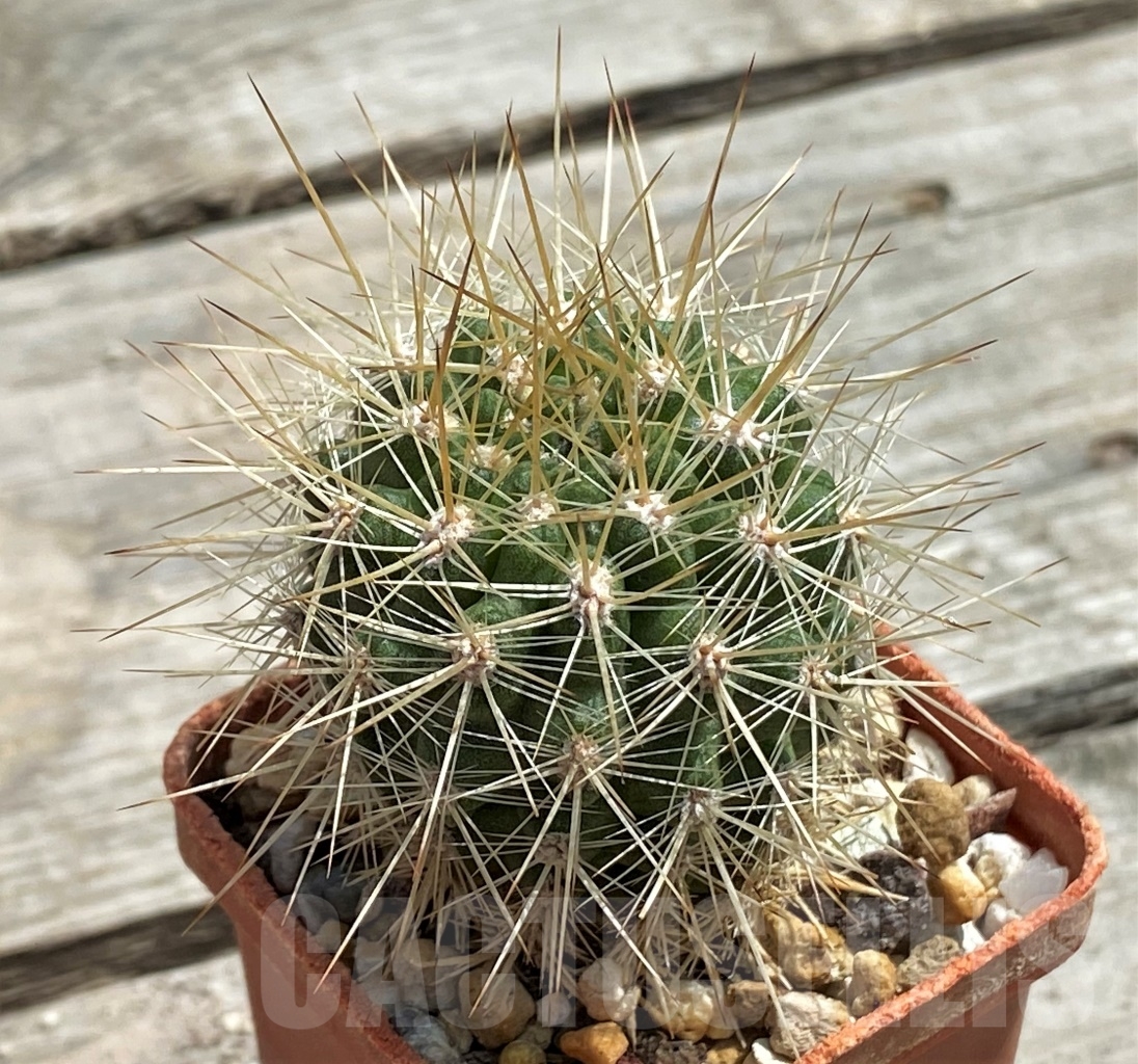 SHPR11724 Neoporteria villosa ex MG 1038.42 - Image 2