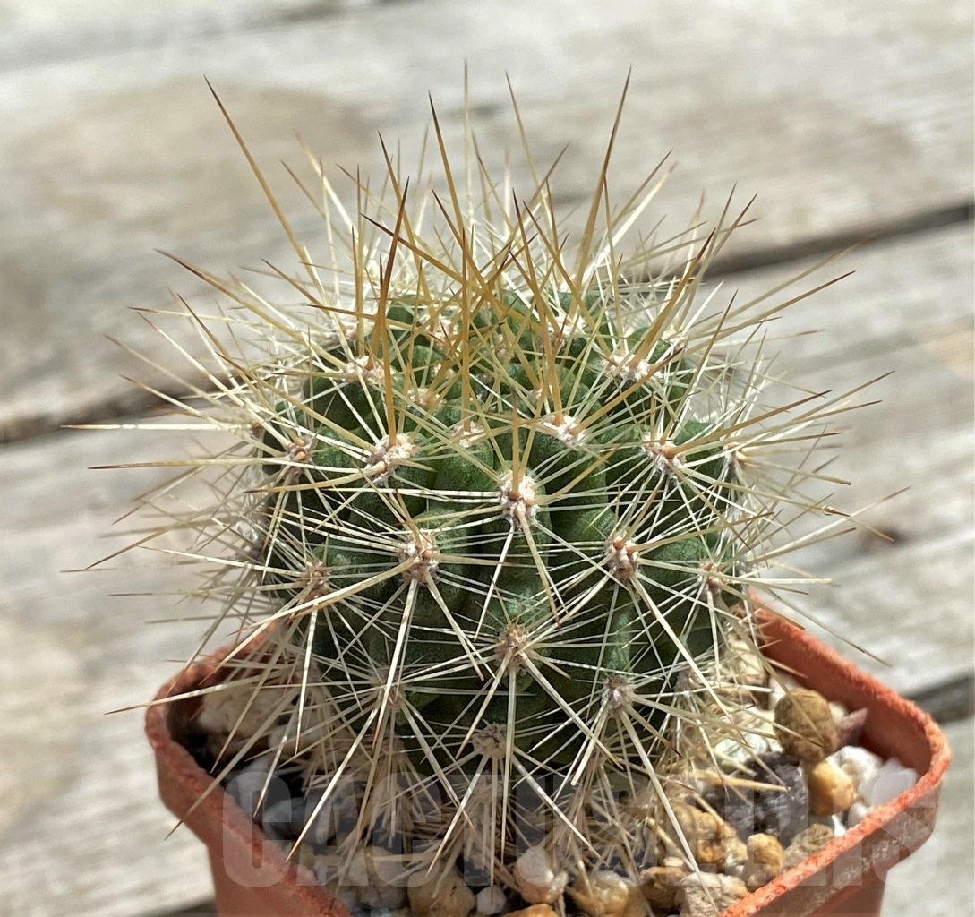 SHPR11724 Neoporteria villosa ex MG 1038.42