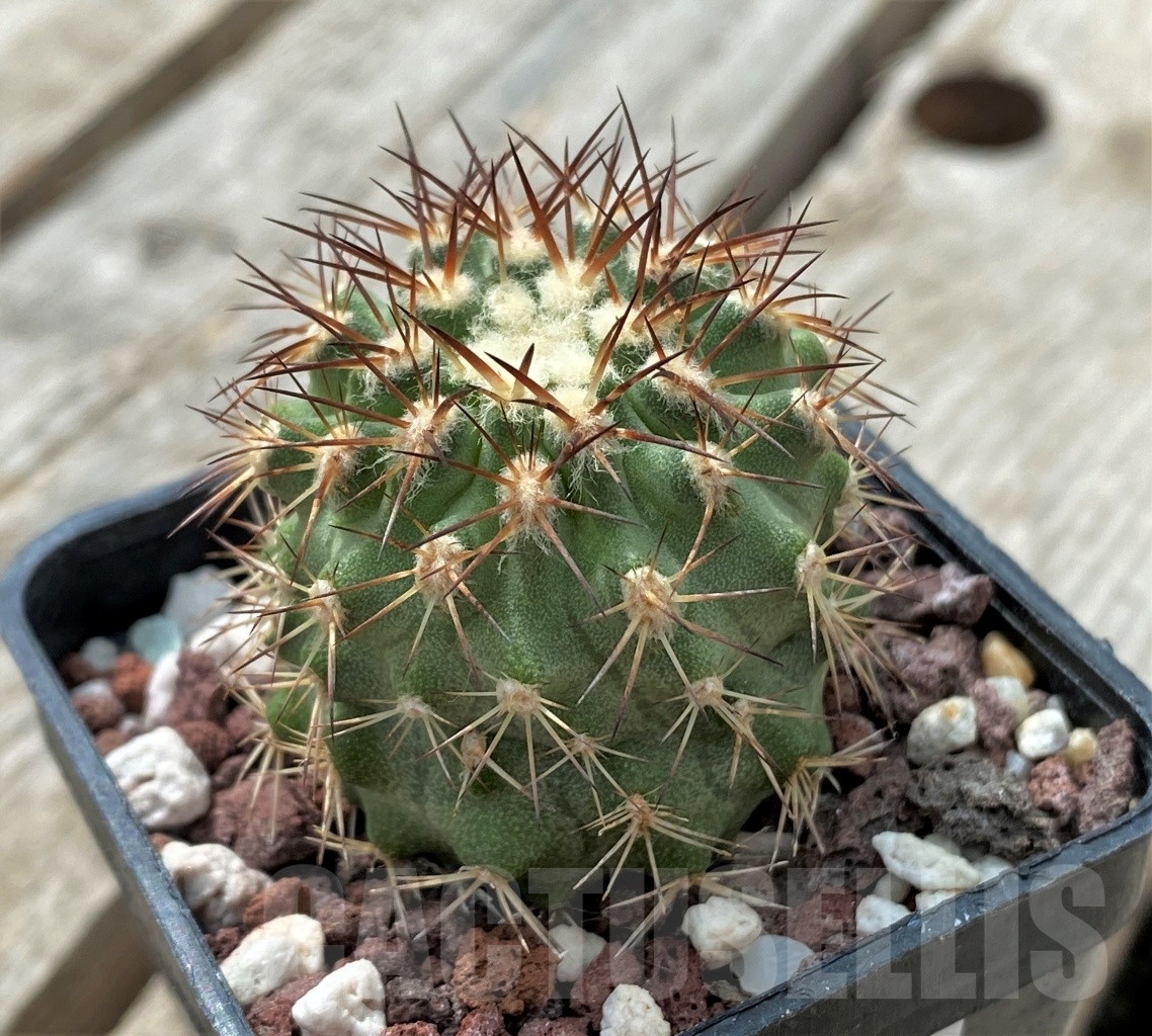 SHPR11725 Islaya maritima