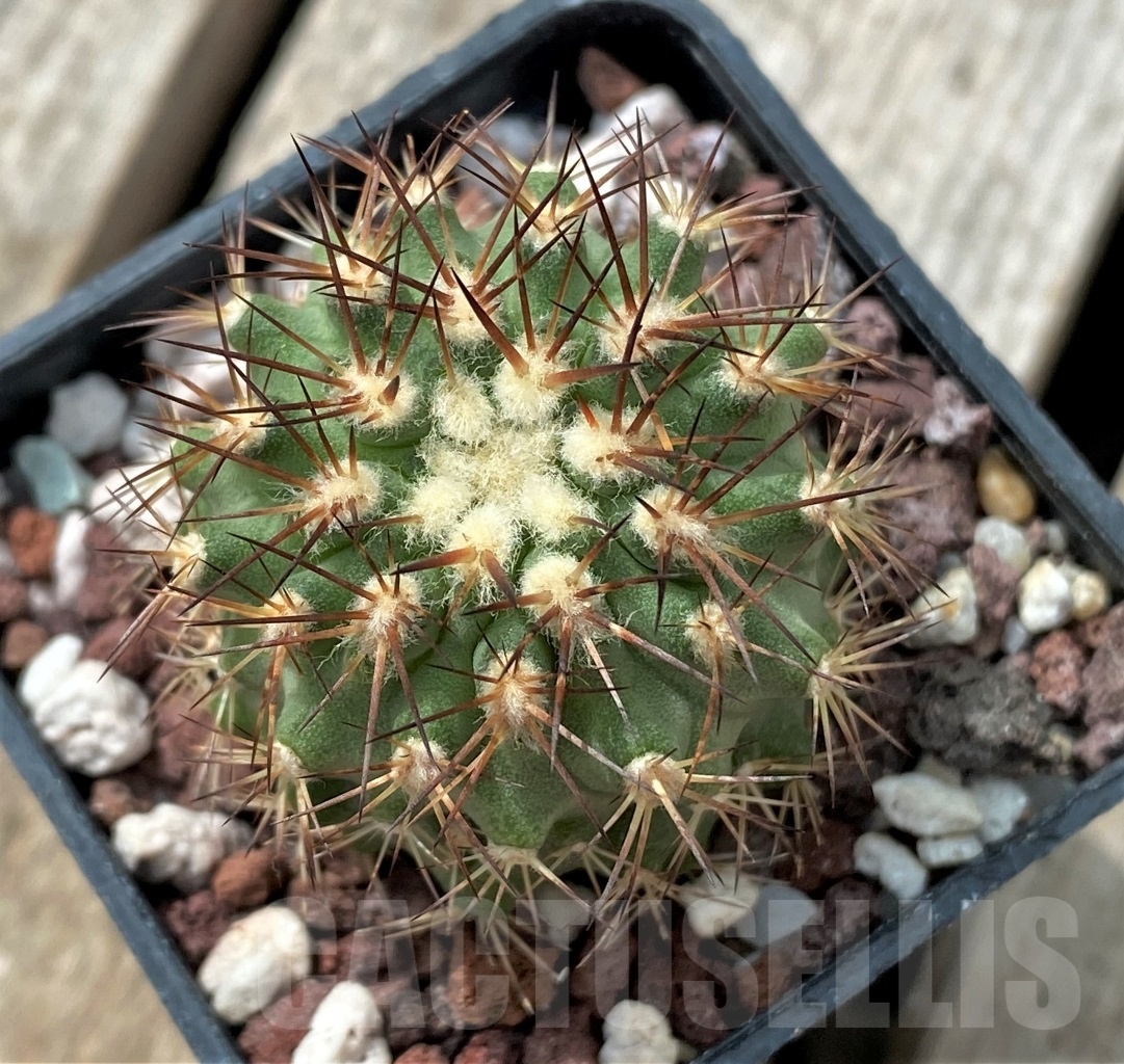 SHPR11725 Islaya maritima - Image 2