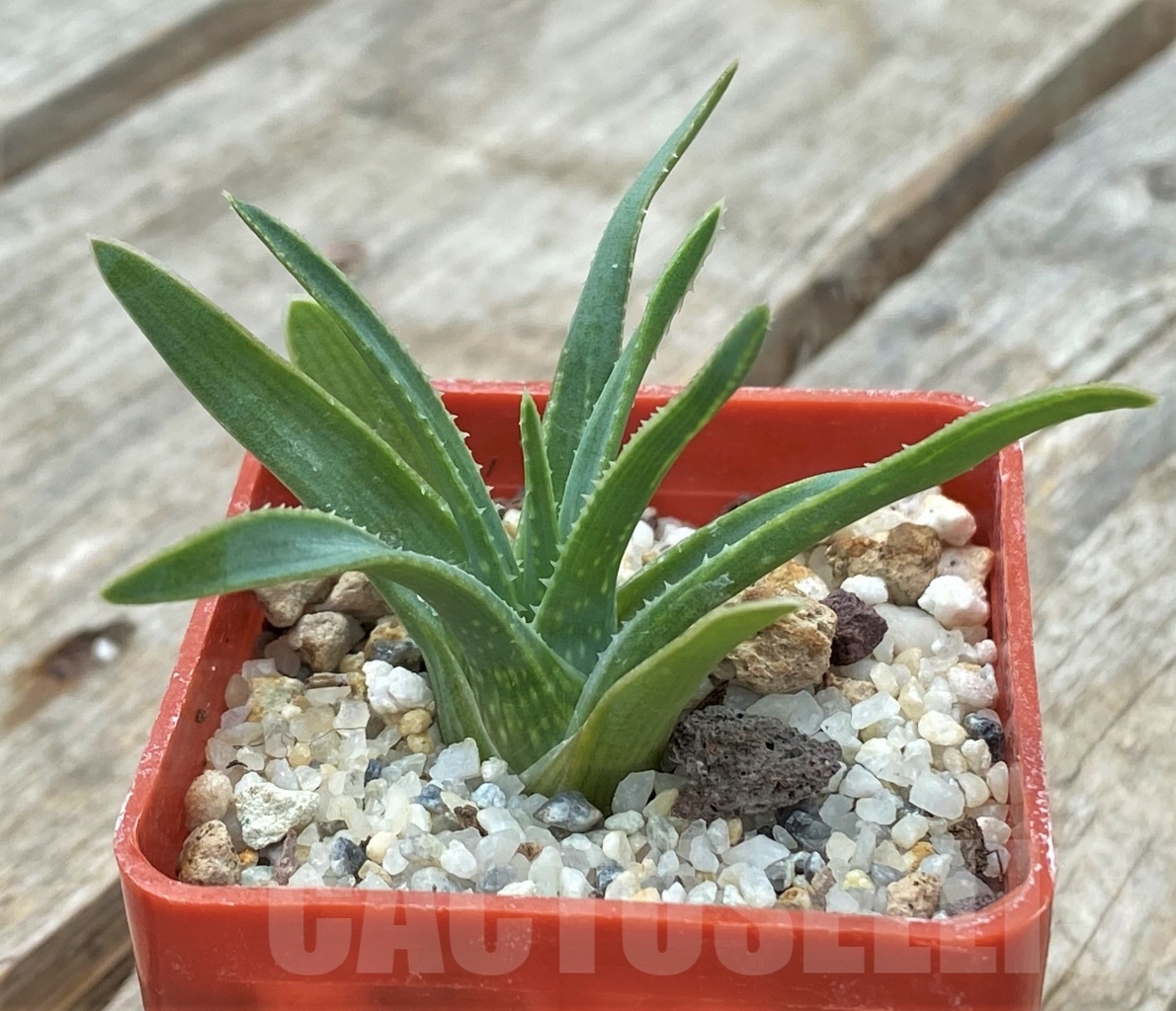 SHPR11727 Aloe bowiea, seedling