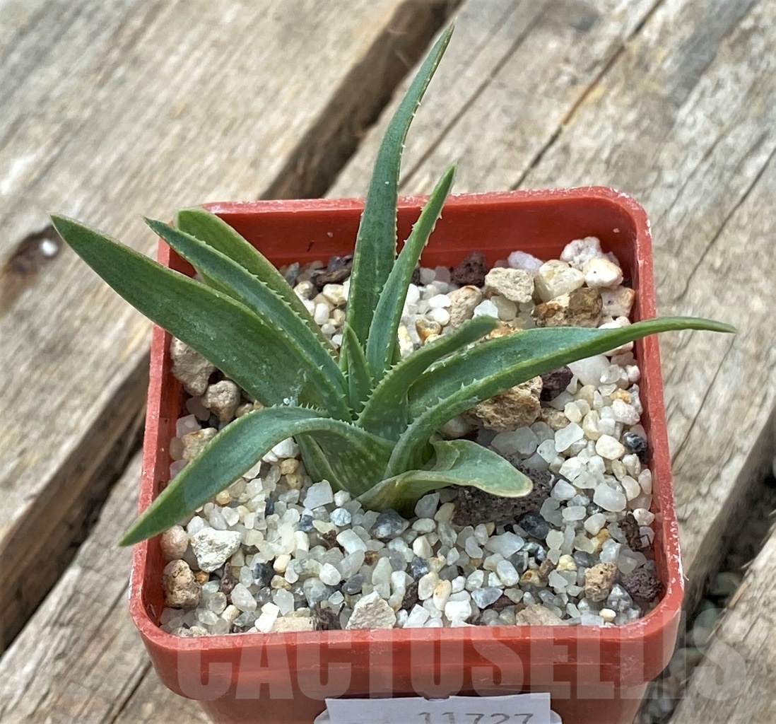 SHPR11727 Aloe bowiea, seedling - Зображення 2