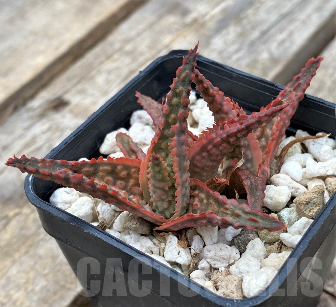 SHPR11728 Aloe hybrid - Image 2