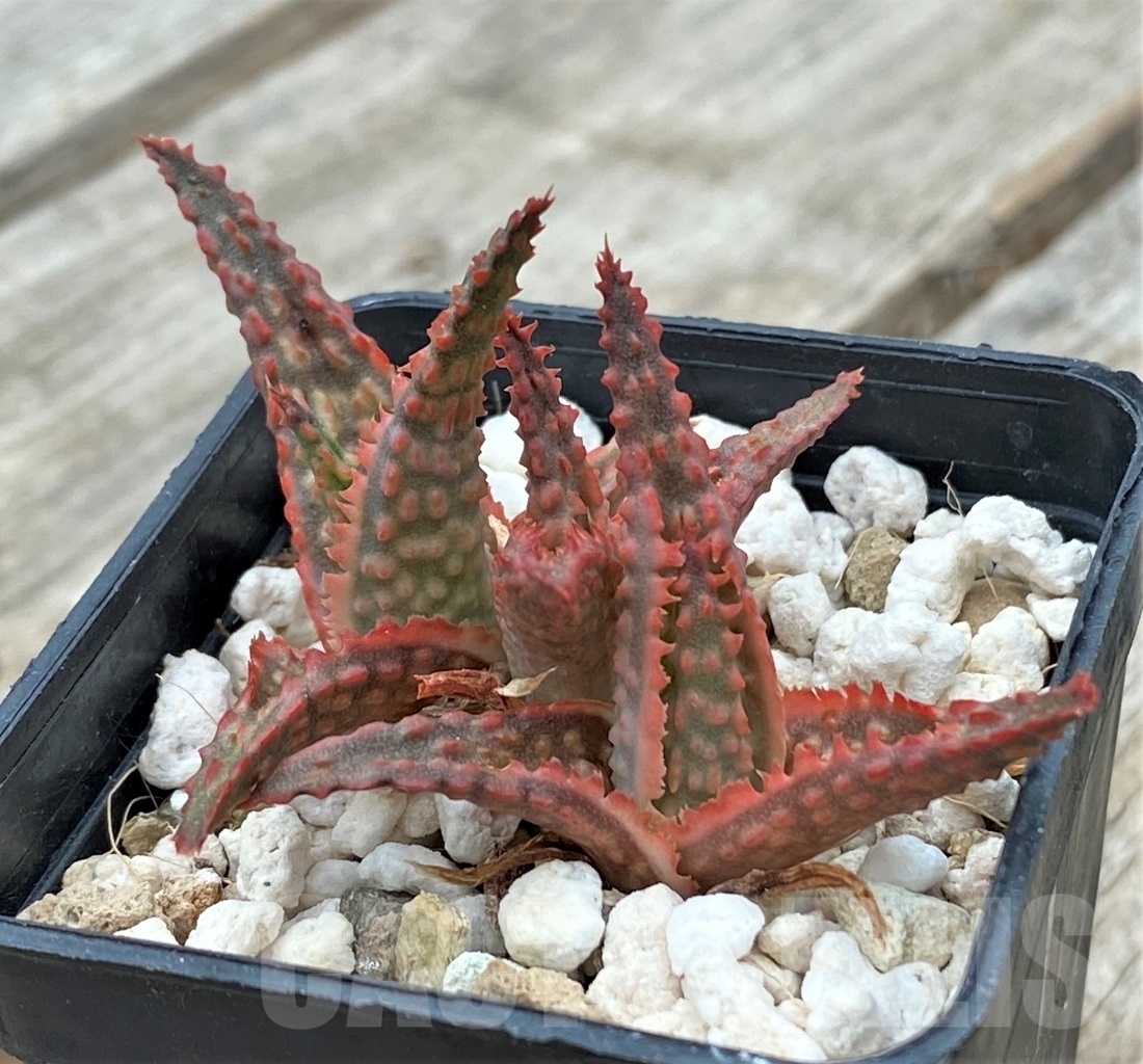 SHPR11728 Aloe hybrid