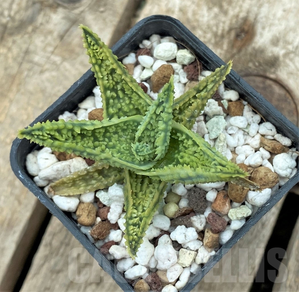 SHPR11729 Aloe TST hybrid - Image 2