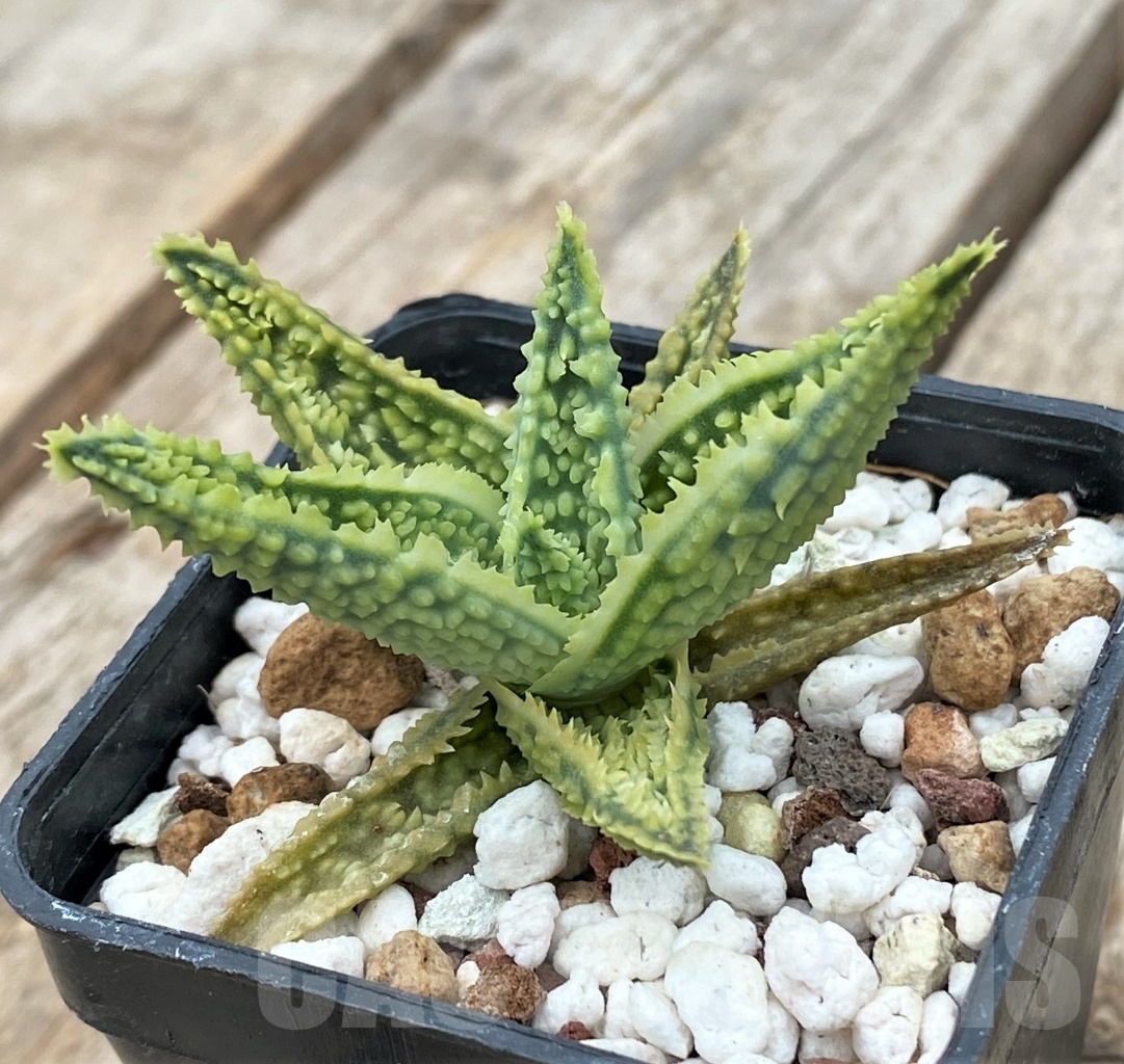 SHPR11729 Aloe TST hybrid