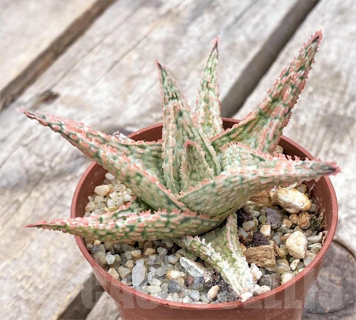 SHPR11731 Aloe hybrid