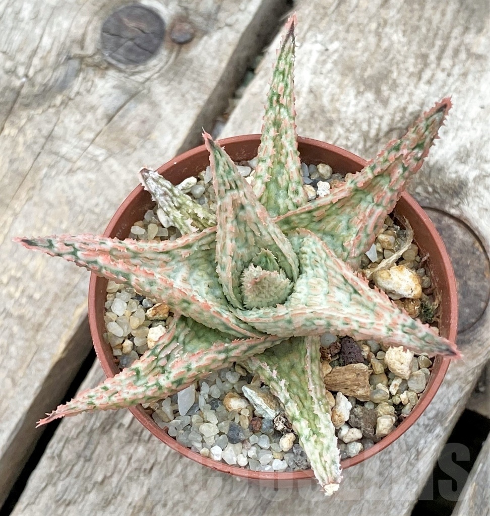 SHPR11731 Aloe hybrid - Image 2
