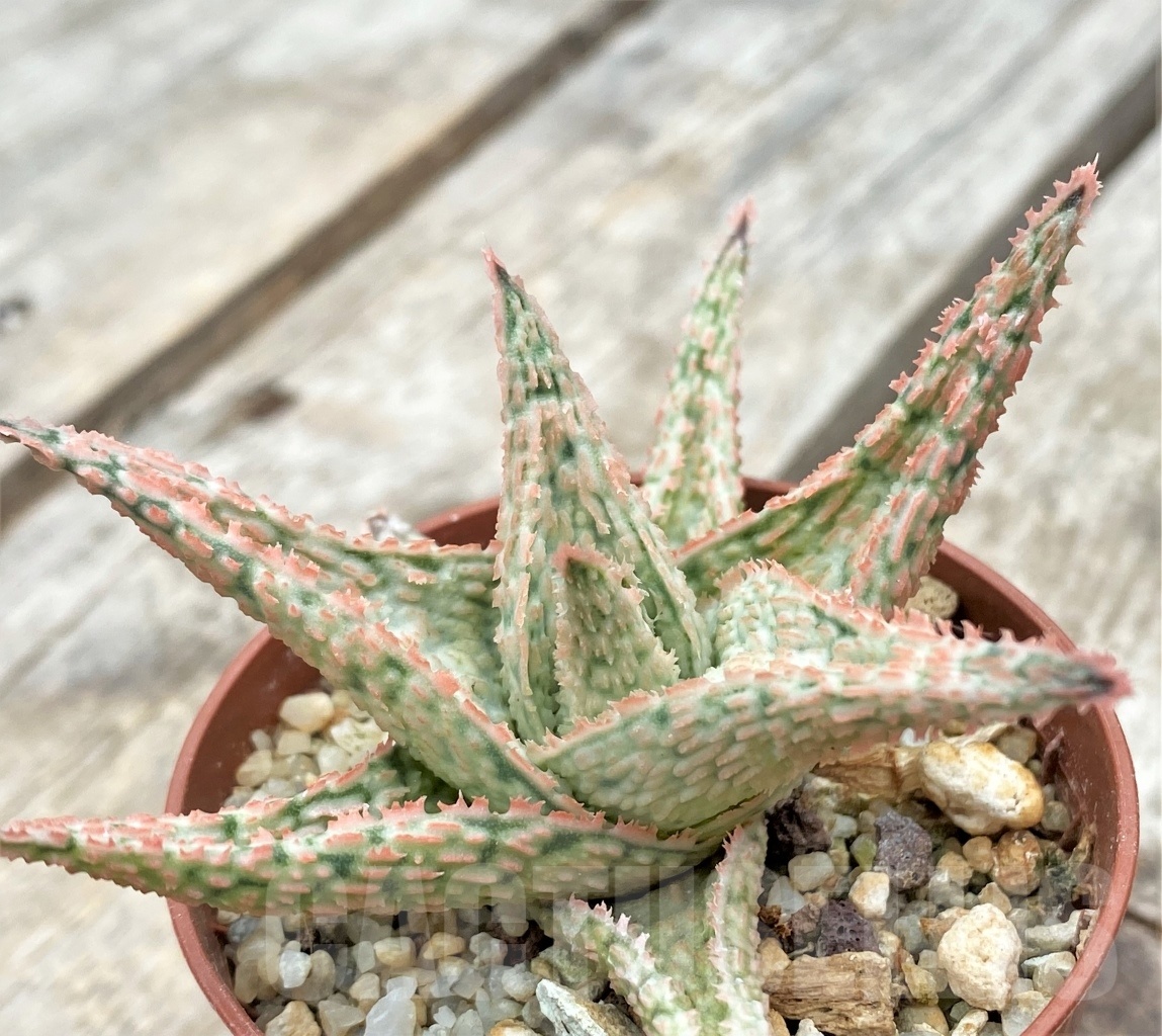 SHPR11731 Aloe hybrid - Image 3