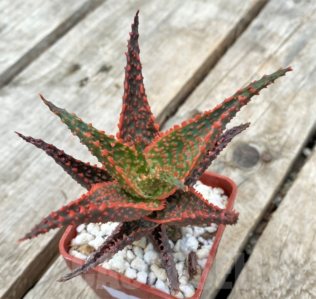 SHPR11732 Aloe hybrid - Image 2