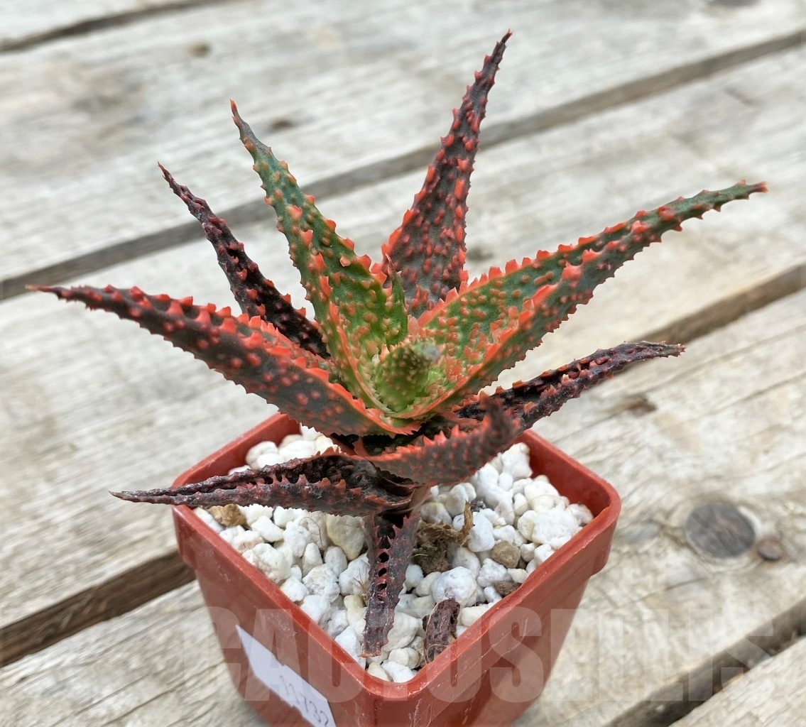 SHPR11732 Aloe hybrid