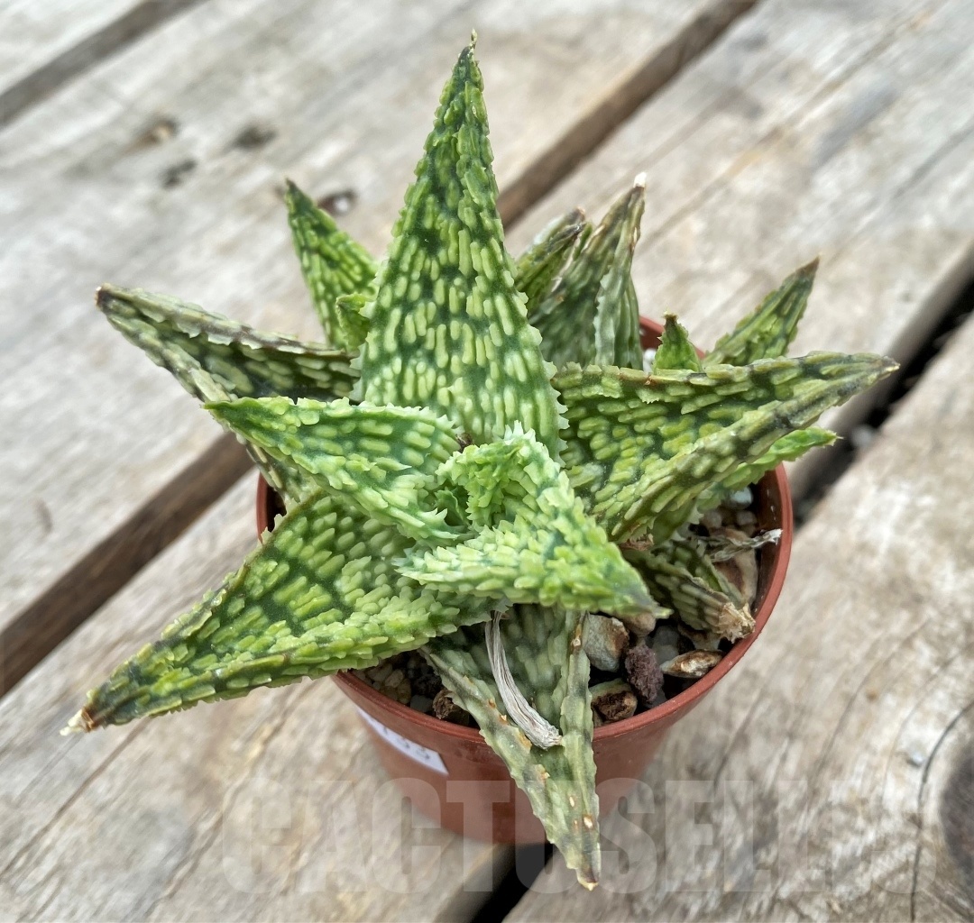 SHPR11733 Aloe hybrid