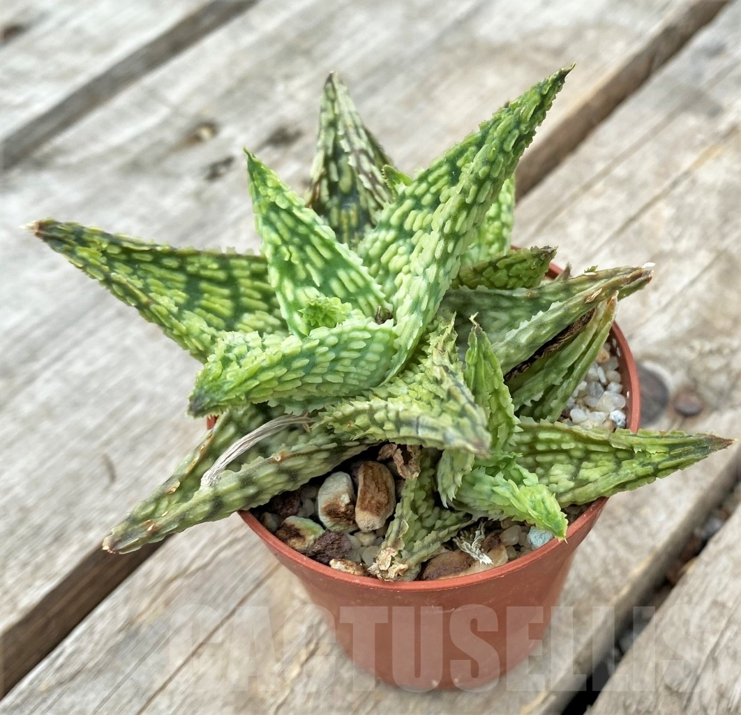 SHPR11733 Aloe hybrid - immagine 2