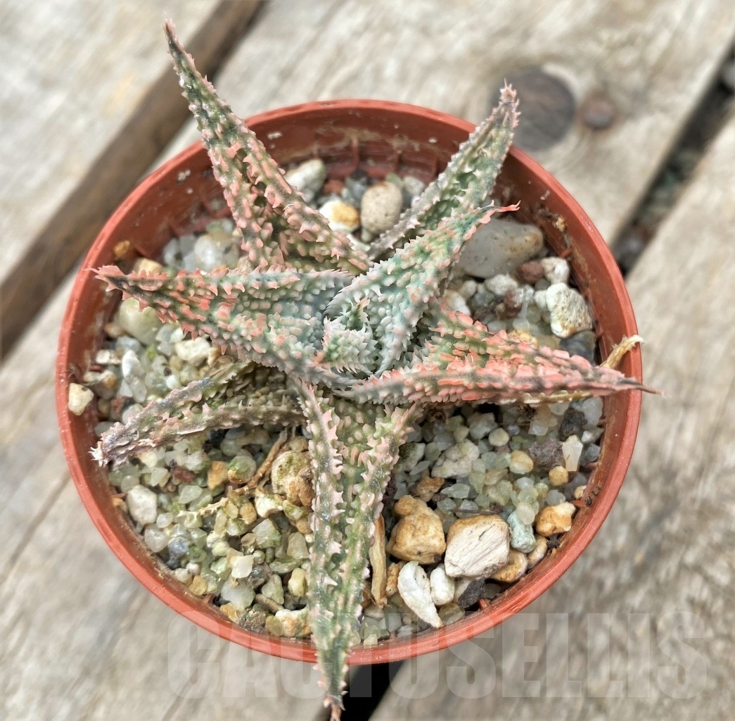 SHPR11734 Aloe hybrid - immagine 2