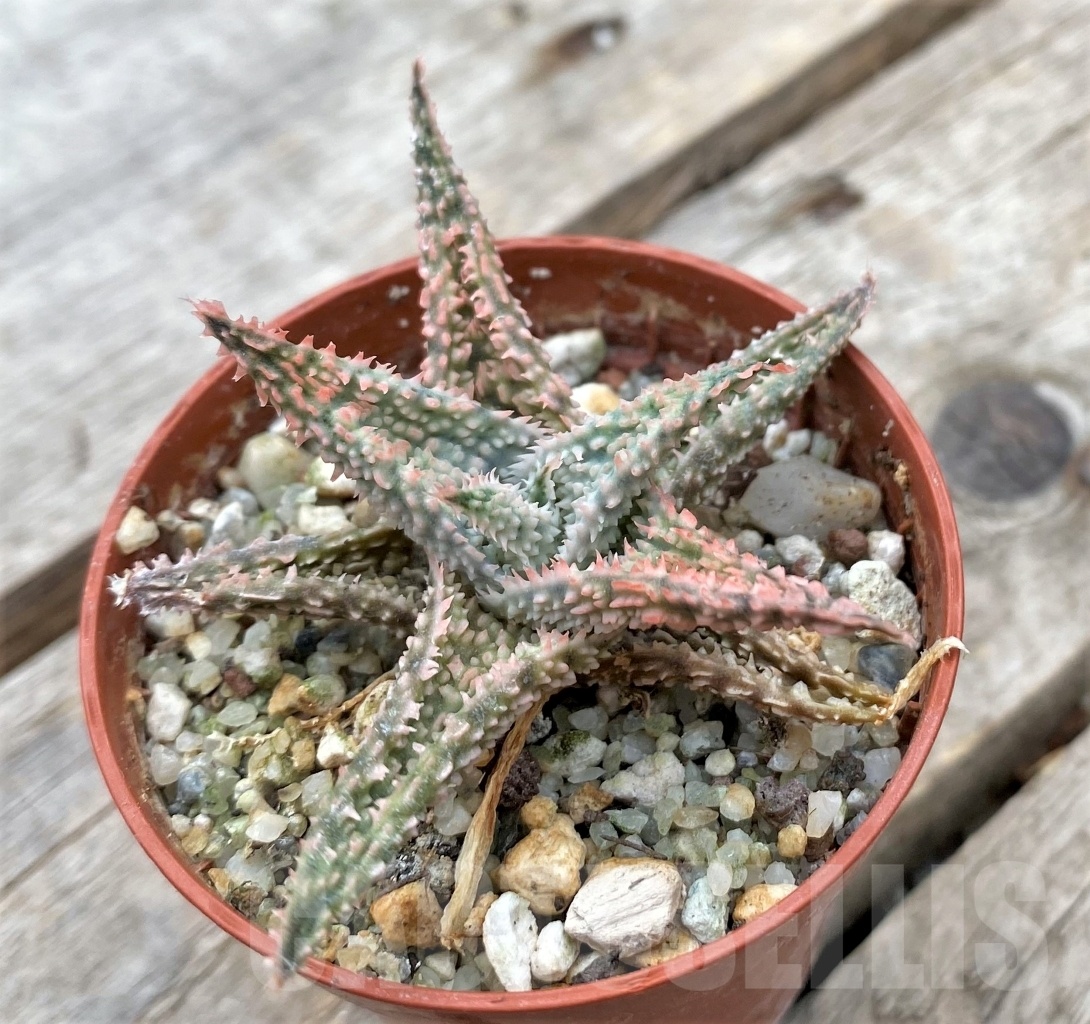 SHPR11734 Aloe hybrid