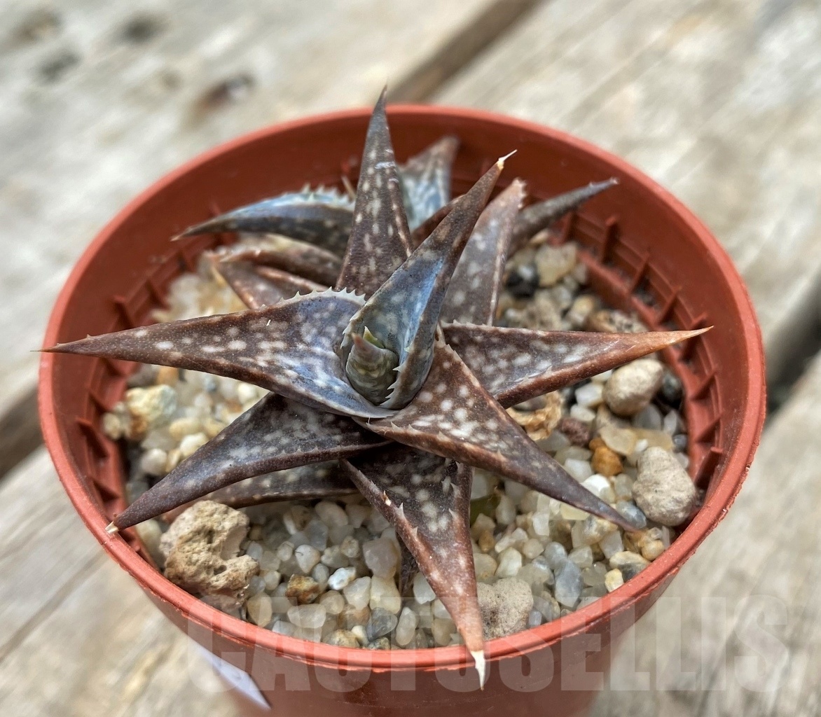 SHPR11735 Aloe 'Winter sky' - immagine 3