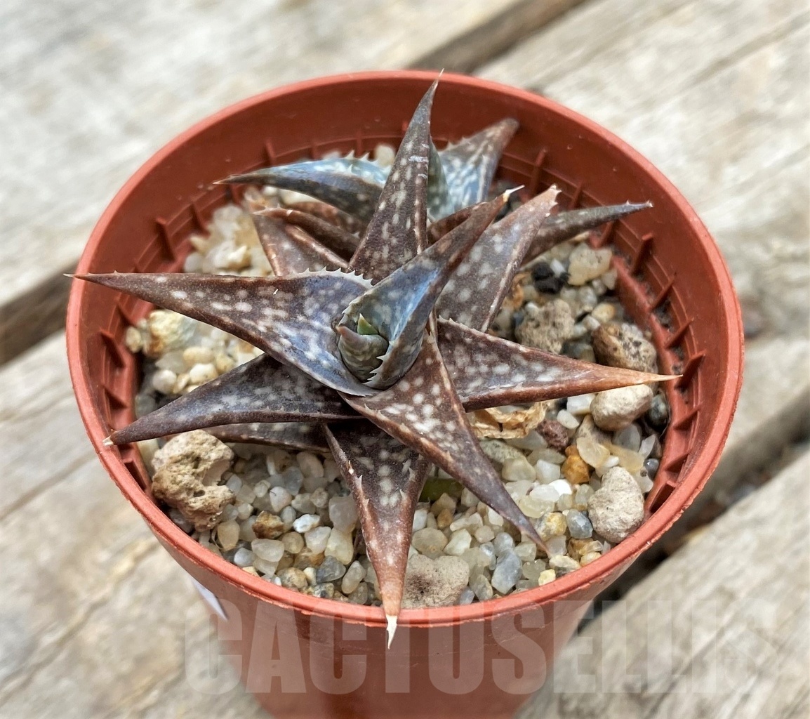 SHPR11735 Aloe 'Winter sky'