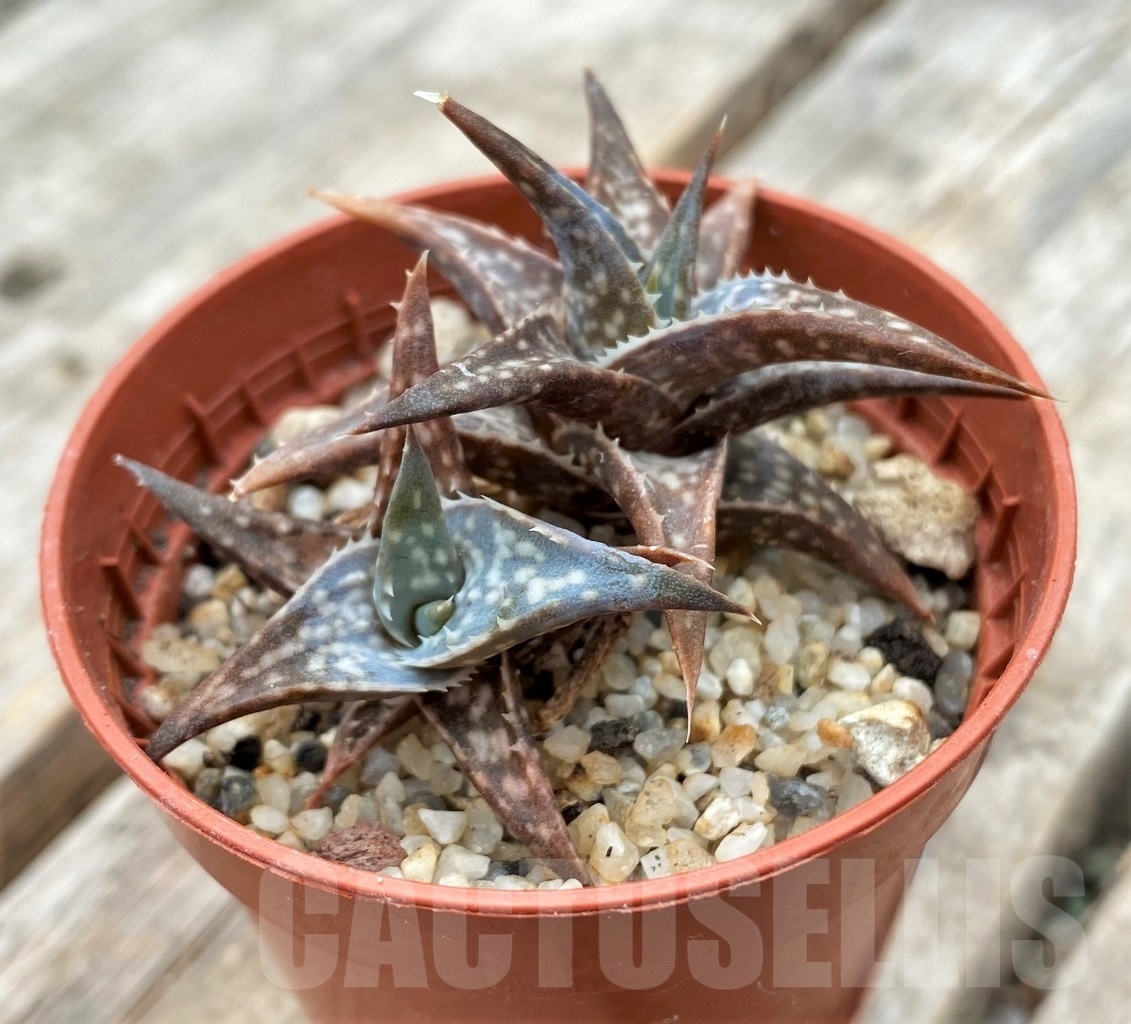 SHPR11735 Aloe 'Winter sky' - immagine 2
