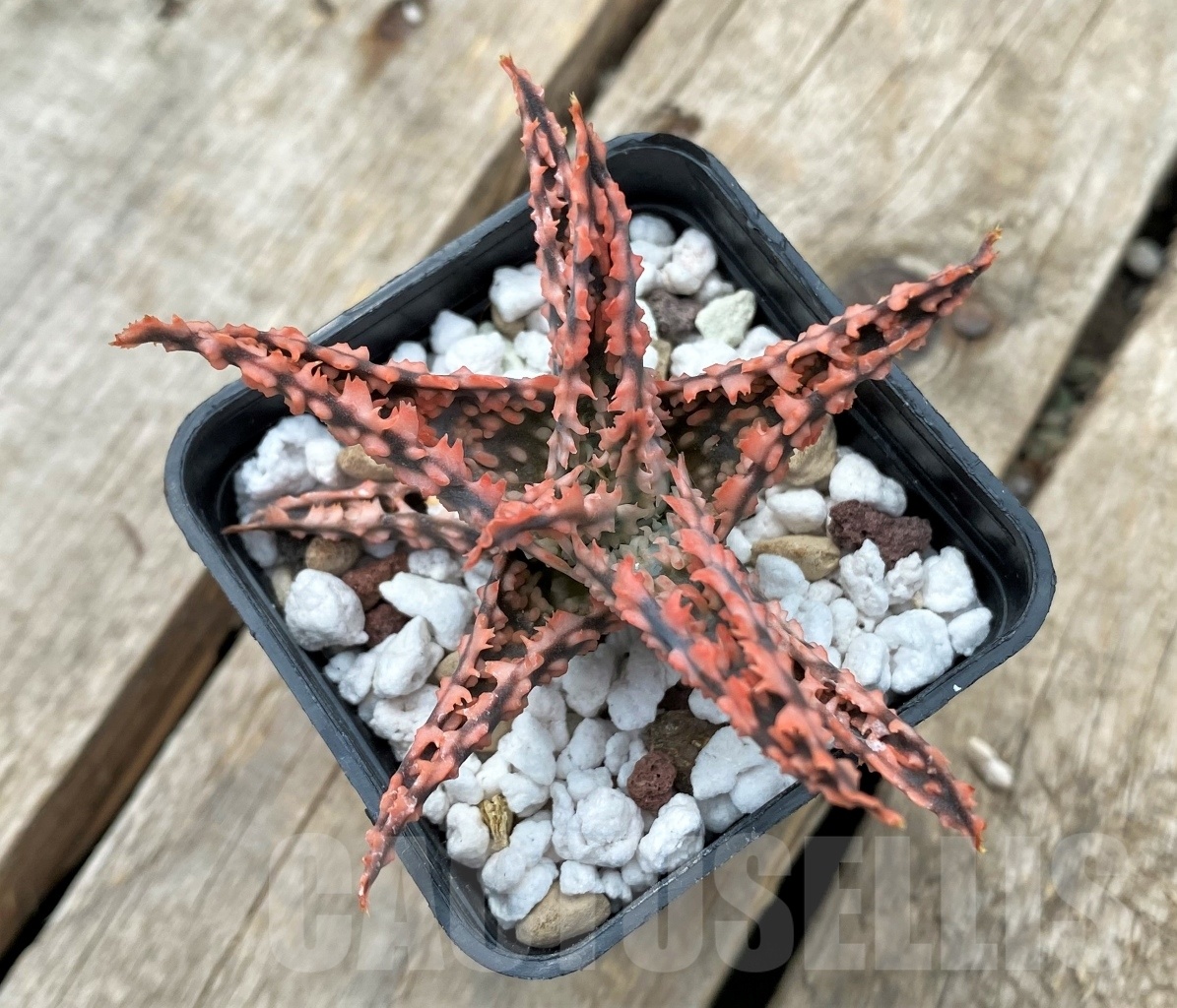 SHPR11737 Aloe TST hybrid - immagine 2