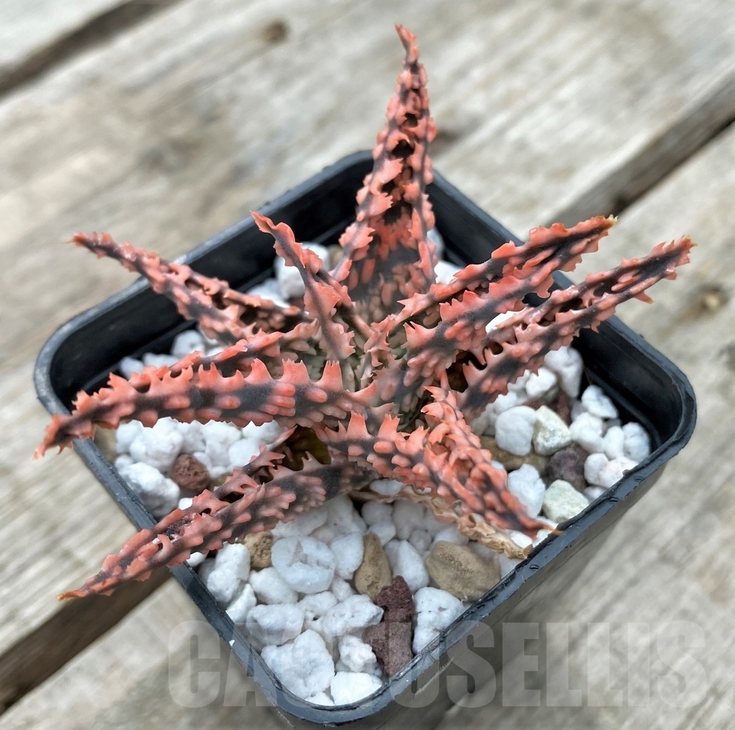 SHPR11737 Aloe TST hybrid