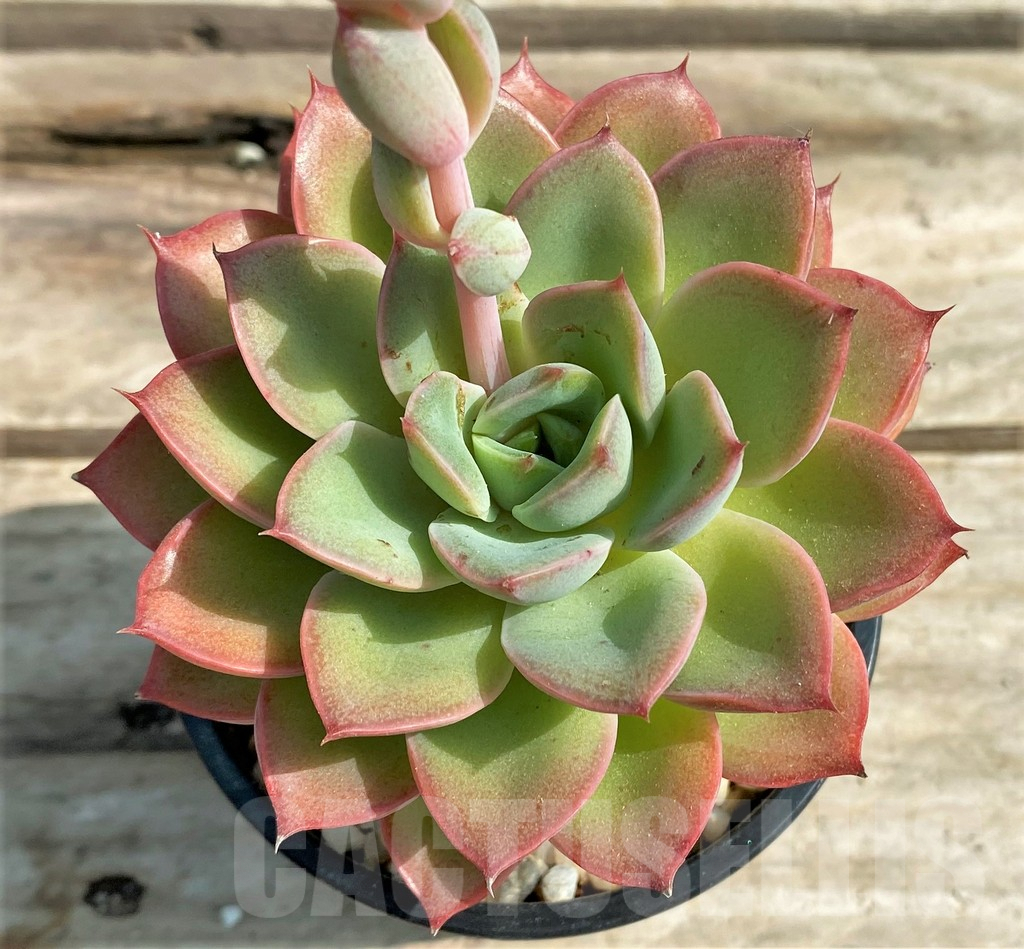 SHPR11015 Echeveria poldensis ‘Kevin’