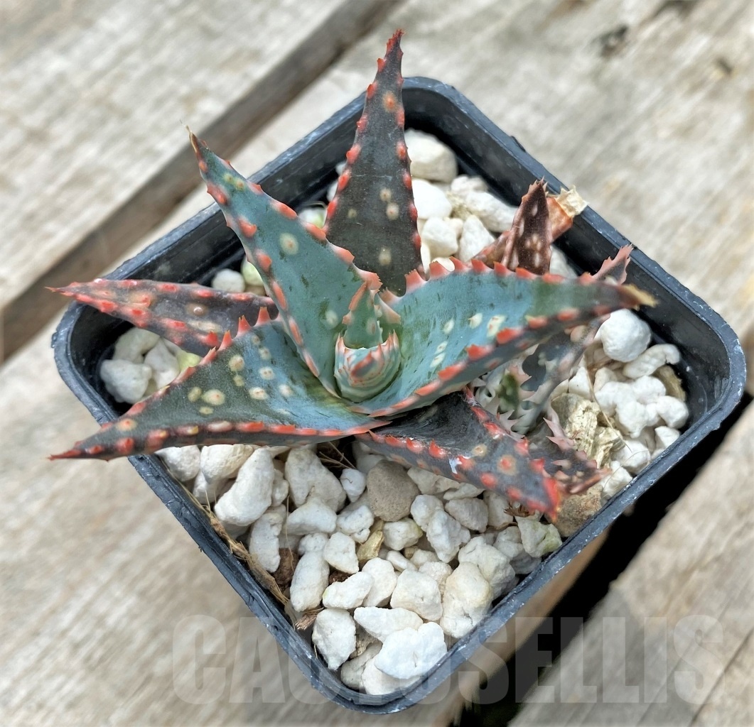 SHPR11738 Aloe hybrid - Obrázek 2